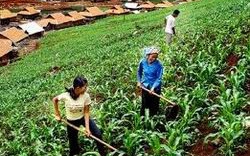 Sơn La: Bố trí đất nông nghiệp cho hộ tái định cư 