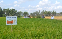 Tây Ninh: Hơn 13 tỷ đồng phát triển nhân giống lúa 