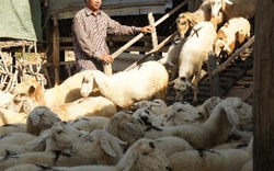 Ninh Thuận: Đàn cừu đã có gần 83.000 con 