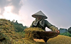 Tạo cơ hội nhiều  hơn cho nông dân 