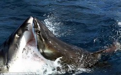 Cận cảnh cá mập trắng lao vào tử chiến kinh hoàng