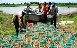 Tôm Việt Nam bị Mỹ áp thuế chống bán phá giá cao:  &#34;Nhắm&#34; vào doanh nghiệp, trúng... nông dân