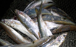 Về sông Thu Bồn ăn gỏi cá mòi
