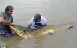 Người đàn ông may mắn bắt được con cá “khủng” dài tới 2,4m
