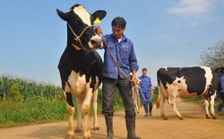 Thi “Hoa hậu bò sữa” Mộc Châu: “Đặc sản” vùng đất thảo nguyên xanh