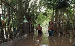 Triều cường dâng cao phá vỡ hàng chục tuyến đê tại Đồng bằng sông Cửu Long