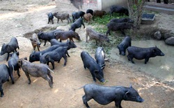 Nuôi lợn đen lãi gấp 5 lần lợn thường