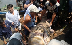 Bắt được cá hô khổng lồ ở Sài Gòn, bán gần 200 triệu đồng