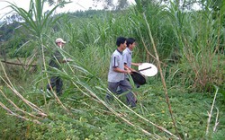 Quảng Nam: Xuất hiện đàn voi rừng tấn công người dân