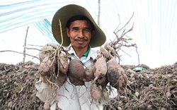 MDEC - Sóc Trăng 2014: Cơ hội quảng bá  tiềm năng nông nghiệp 