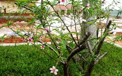 Hiện tượng lạ ở Hà Tĩnh: Cây đào nở hoa giữa mùa thu ở khu tưởng niệm Lý Tự Trọng 