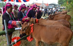 Quảng Ninh: 226 hộ nghèo biên giới được tặng bò giống