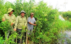 Khơi sáng U Minh Hạ