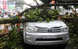 TP.HCM: Sau mưa dông, cây cổ thụ đổ la liệt khắp phố