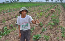 Thái Bình: Nông dân cay đắng khi ớt chết không rõ nguyên nhân