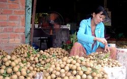 Nghiên cứu cách bảo quản nhãn, vải tươi trong 7 - 8 năm