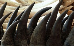 Phát hiện lô hàng nghi là sừng tê giác khoảng 4 tỷ tại Nội Bài
