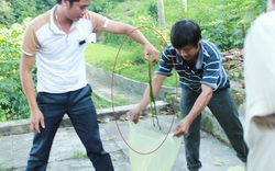 Nghệ An: Dân đổ xô đi săn rắn lục đuôi đỏ
