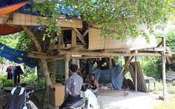 Chuyện “dị nhân” dựng nhà trên cây duối để ở