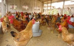 “Điều kiện để chăn nuôi an toàn sinh học là không hề khó” 
