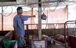 CỰC LẠ: Lão nông ở Vĩnh Long và đàn lợn lớn nhanh nhờ nghe... radio