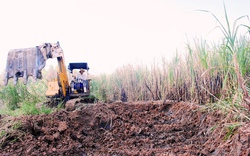 Cà Mau: Không có nơi bán, nhà nông đốt bỏ mía