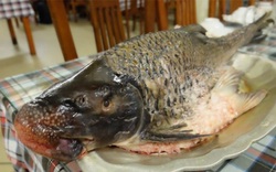 Cá Anh Vũ &#34;Văn Lang đệ nhất ngư&#34; 5 - 7 kg: Đặc sản tiến vua không tưởng