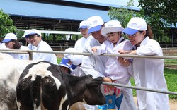 Một ngày tại trang trại bò sữa đạt chuẩn quốc tế của Vinamilk 