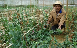 “Hoa tặc” hoành hành đất cao nguyên