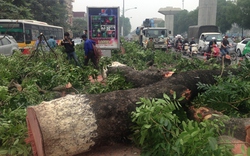 Dân Thủ đô bùi ngùi “chia tay” hàng xà cừ trên đường Nguyễn Trãi