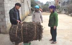 1001 cách làm ăn: Cây thạch đen dễ trồng, hiệu quả kinh tế cao