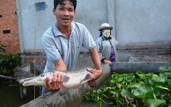 Vĩnh Long: Hoảng hồn bắt được &#34;cá sấu không chân&#34; trên sông