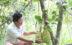 Trồng mít cao sản không lo mất mùa, thu lãi hàng trăm triệu đồng