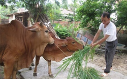 Tiếp vốn cho nông dân nuôi bò