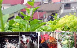 “Trang trại” 7 tầng giữa Hà Nội “ngập” trong cá, gà, lợn và tuyệt chiêu xanh-sạch