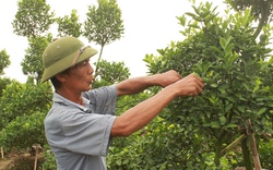 Nông dân Hà Nội: Trồng quất lãi gấp 30 lần trồng ngô, đút túi hàng trăm triệu đồng