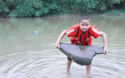 Chuyện lạ ở làng: Khúc gỗ hình con rùa bơi “ngược dòng” trên sông Tích
