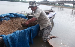 Những người “canh giấc” hến và tờ 1.000 đồng