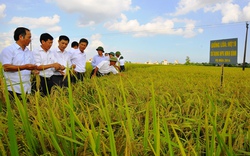 Phân lân nung chảy, phân NPK Ninh Bình: Cây no đủ, mùa bội thu