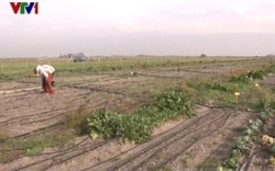 LẠ: Nông dân trồng khoai tây bằng nước biển pha loãng
