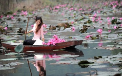 Vãn cảnh chùa Hương mùa hoa Súng