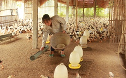 Bỏ túi mỗi năm trăm triệu từ nuôi gà lai Đông Tảo