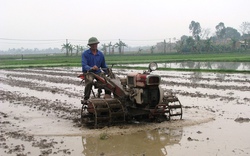 Đưa cánh đồng mẫu lớn ra Bắc: Khó tìm tiếng nói chung