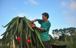 Xóa nghèo bằng thanh long ruột đỏ 