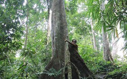 Ly kỳ chuyện “xà thần” canh giữ rừng lim trị giá hàng trăm tỷ đồng