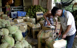 Khan hàng, giá sầu riêng cao kỷ lục