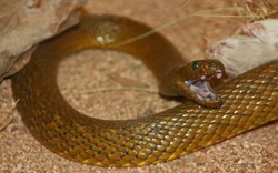 Cận cảnh loài rắn độc gấp 50 lần hổ mang, có thể giết chết... 100 người