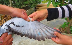 Nghệ An: Bắt được chim bồ câu có nhiều ký tự lạ