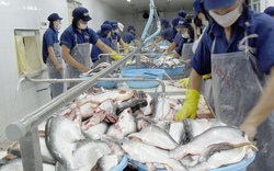 Mỹ tiếp tục áp thuế chống bán phá giá cá tra, basa: Cân nhắc  khởi kiện lên WTO