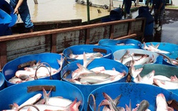 Công an xã “tiếp tay” cho chủ ao “cướp” 16 tấn cá của doanh nghiệp?